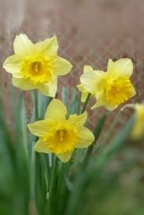 P1020753 Osterglocken