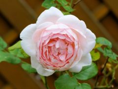 Ambridge Rose
