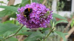 Buddelaia - Sommerflieder