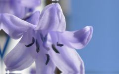 rectangle 99989 P1030066