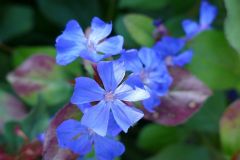 Plumbago