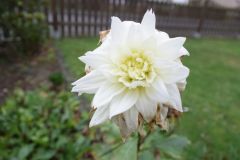 DSC 0780