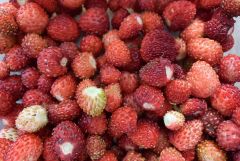 Walderdbeeren
