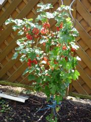 Johannisbeerbäumchen