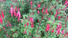 winterharte Fuchsie