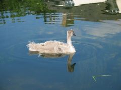 junger Schwan