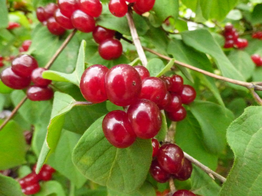 Beeren, Früchte und Gemüse