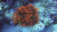 Nemo mit Anemo