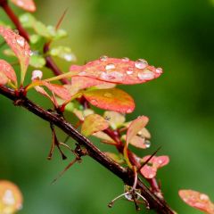 Blatt im Regen - Fotokurs bei Regenwetter