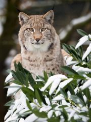 Auge in Auge - Eurasischer Luchs