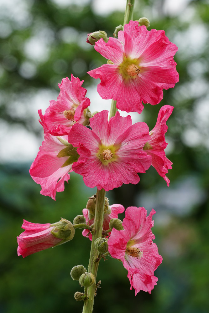 Gewöhnliche Stockrose (Alcea rosea) Gewöhnliche Stockrose (Alcea rosea)