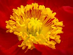 Roter Mohn (Papaver)