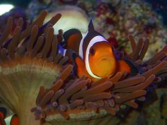 Fisch Clown