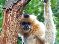 GIBBON