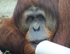 ORANG UTAN