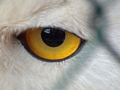 Auge einer Schnee-Eule
(wenn man genau hinschaut, kann man mich sehen :-)