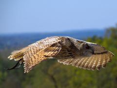 Sibirischer Uhu 

E-30 mit Leica D 14-150