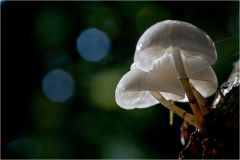 Pilze 5