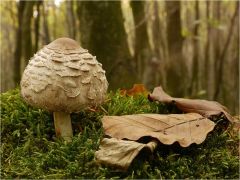 Im Wald