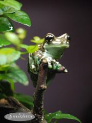 so ein winziges Kerlchen war das! Aber der Hintergrund schaut aus, als hätte ich ihn ins Studio verfrachtet!