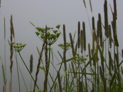 Kleinwalsertal im Nebel