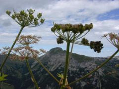 Kleinwalsertal durch die Blume
