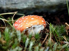 Über den Bergen, bei den 7 Zwergen