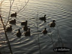 harmonisch
(25.01.09 Erlensee Bickenbach)