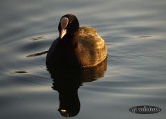 friedlich & gemütlich
(25.01.09 Erlensee Bickenbach)