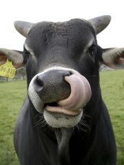 zebu