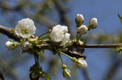 Wildkirsche, 135/2.8