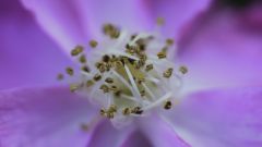 Makro S-Planar 1: 2,8 60