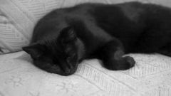 Lumix GH 1 ISO 3200, Y/C Zeiss Distagon 1,4 35 bei f1,4 1/50 Minimales Licht: Auf dem Fell EV 1,5 auf der Decke EV 4! -> Absolut super Ergebnis!