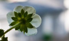 So sehen Erdbeerblüten aus.