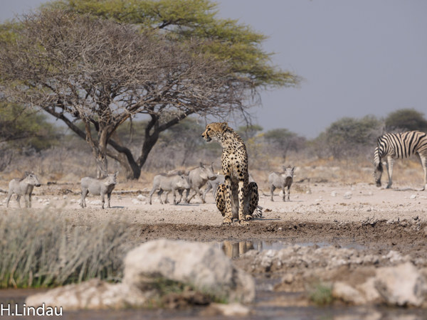 Cheetah am Wasserloch.jpg