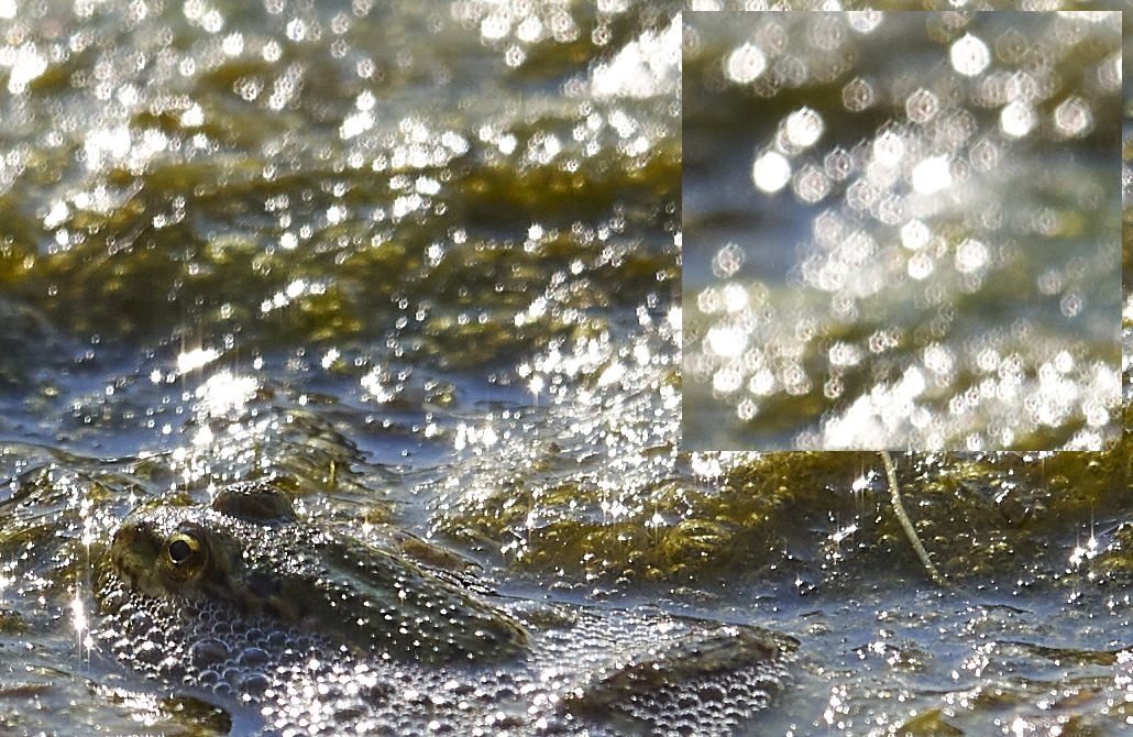 1774727224_frosch200mmF4.jpg.96741119b30ccb63479de46711f89a3b.jpg