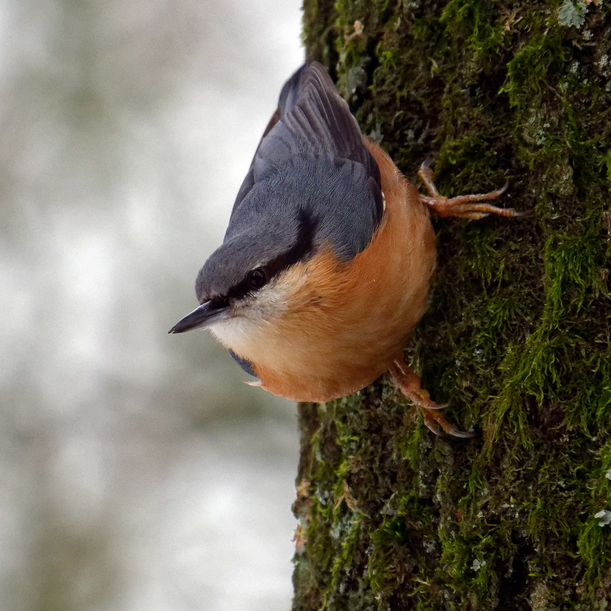 Leica Vario-Elmar 100-400mm f4-6.3