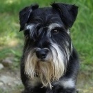 Schnauzerfreund