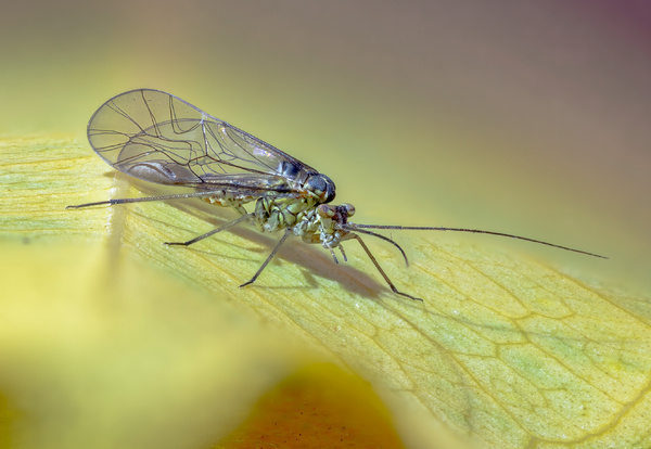 15 Fly (top seite)-topaz (zufrieden).jpg