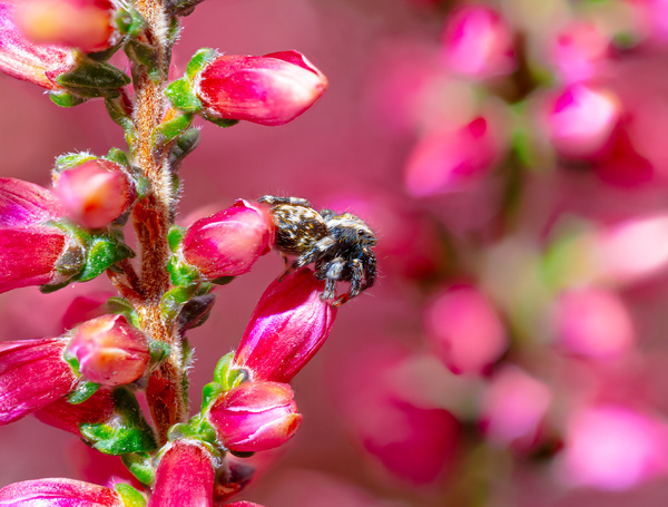 Springi auf Blume-topaz.jpg